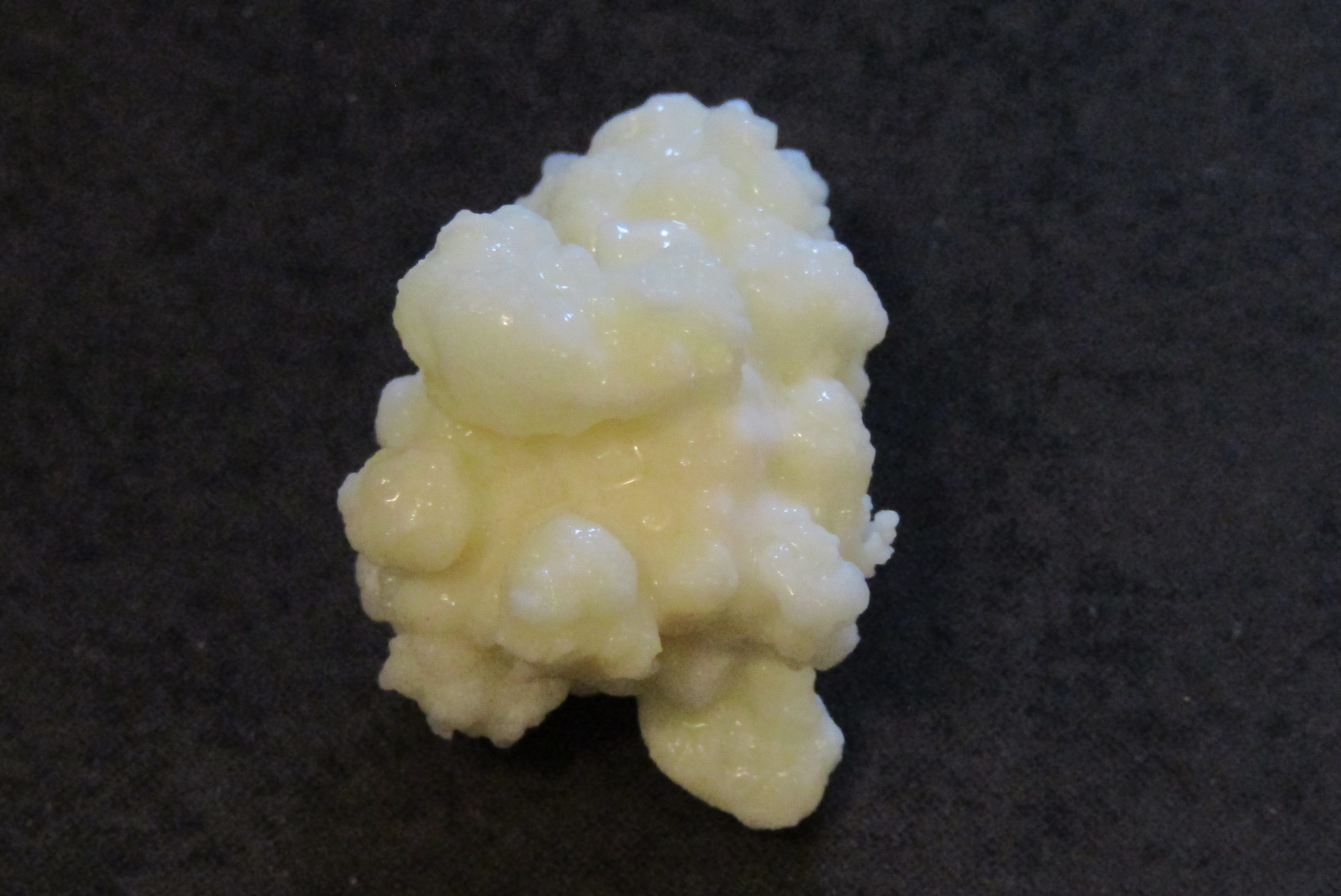 A close up view of a kefir grain on a dark background