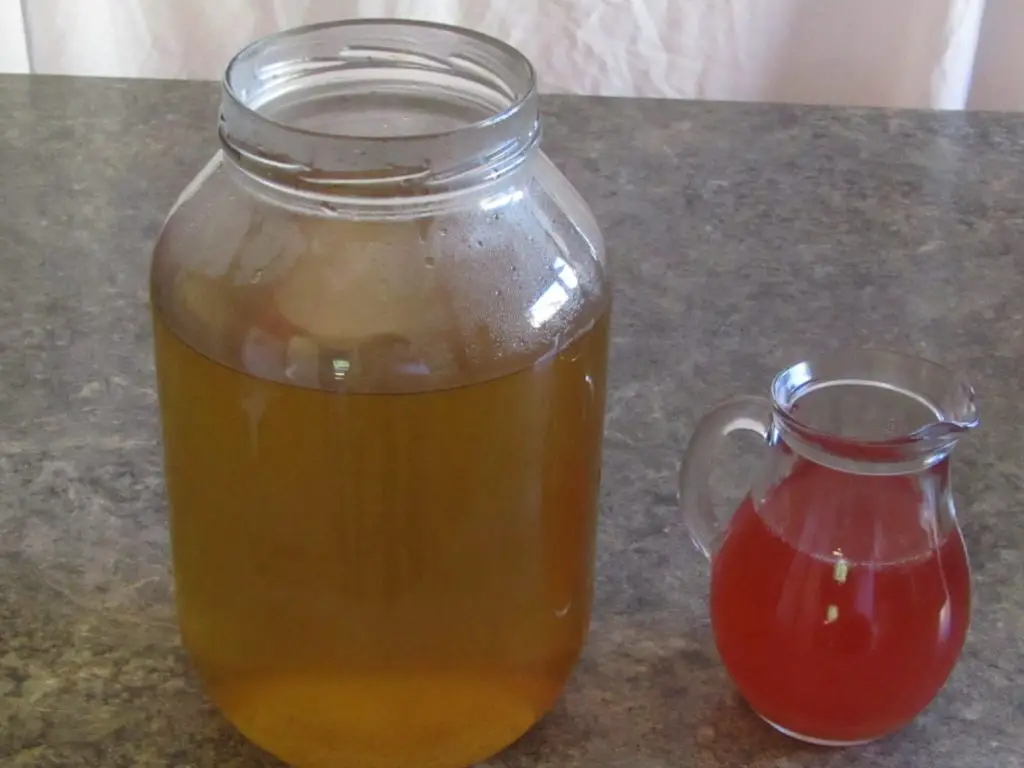 cooled tea in a one gallon jar with two cups of kombucha culture in a glass container