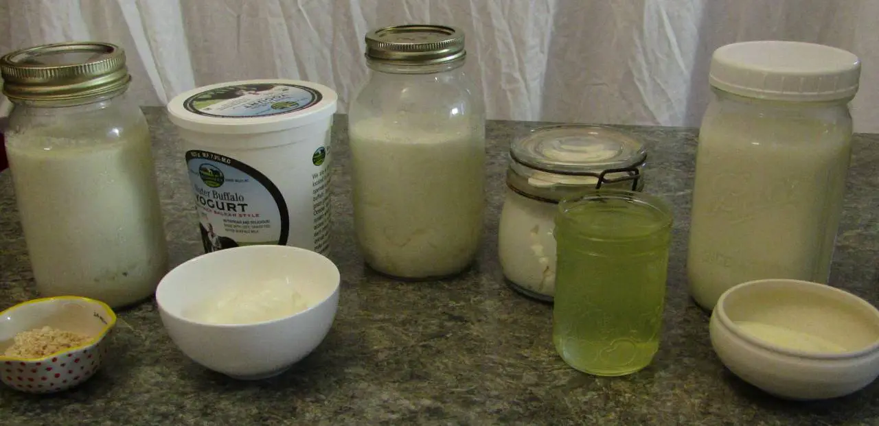 Five containers of hig protein yogurt in a row: added protein powder, alternate milk, condenced milk, greek and added milk powder
